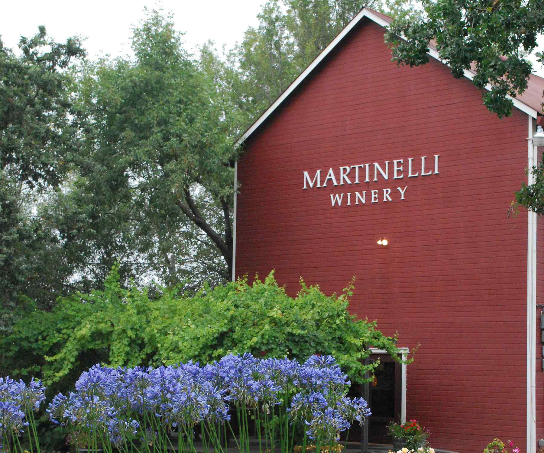 Martinelli winery