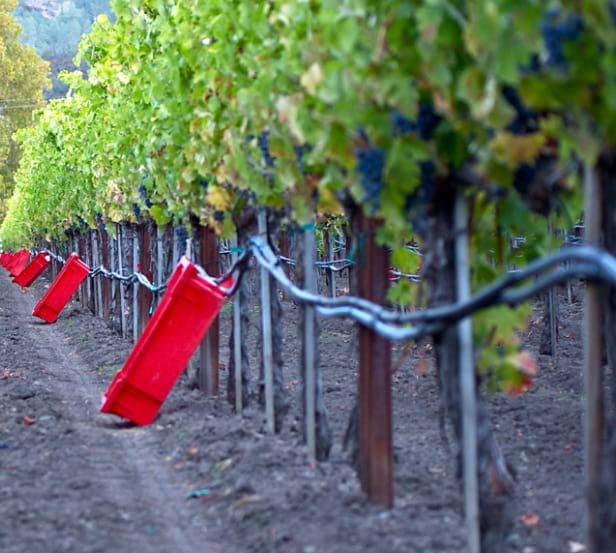 Hundred Acreハンドレッド・エーカー | カリフォルニアワインの世界